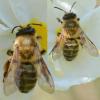 Andrena nigroaenea